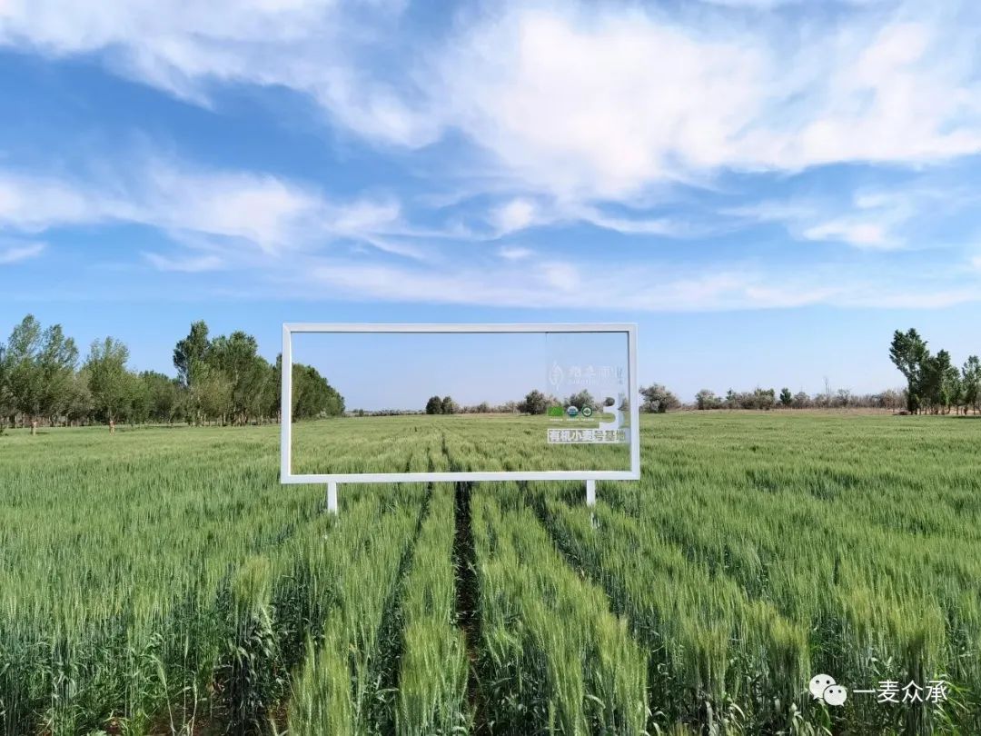 甘肃富硒面粉标准（面粉甘肃标准富硒含量多少）-硒宝网