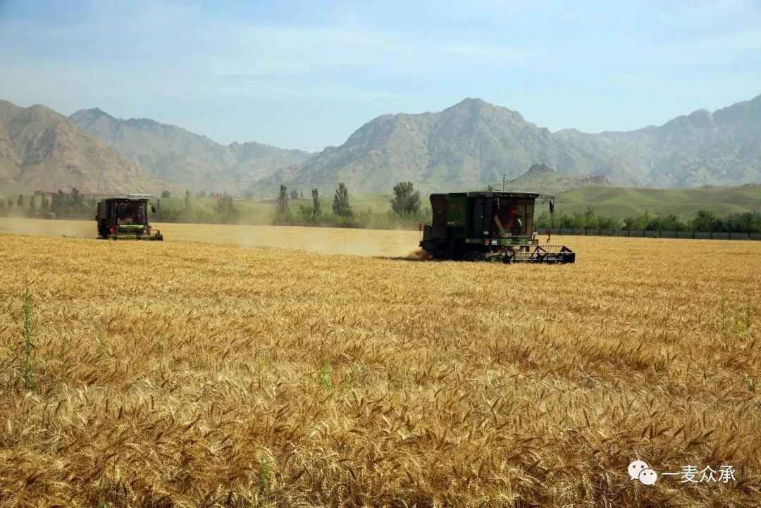 甘肃富硒面粉标准（面粉甘肃标准富硒含量多少）-硒宝网