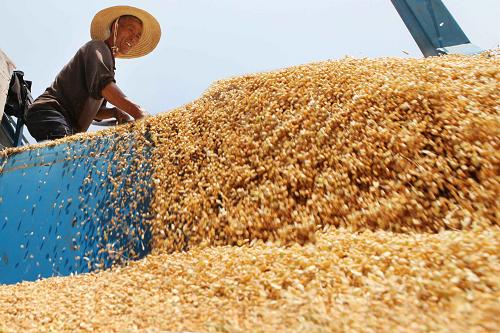 富硒石磨小麦面粉(富硒小麦粉怎么吃)-硒宝网
