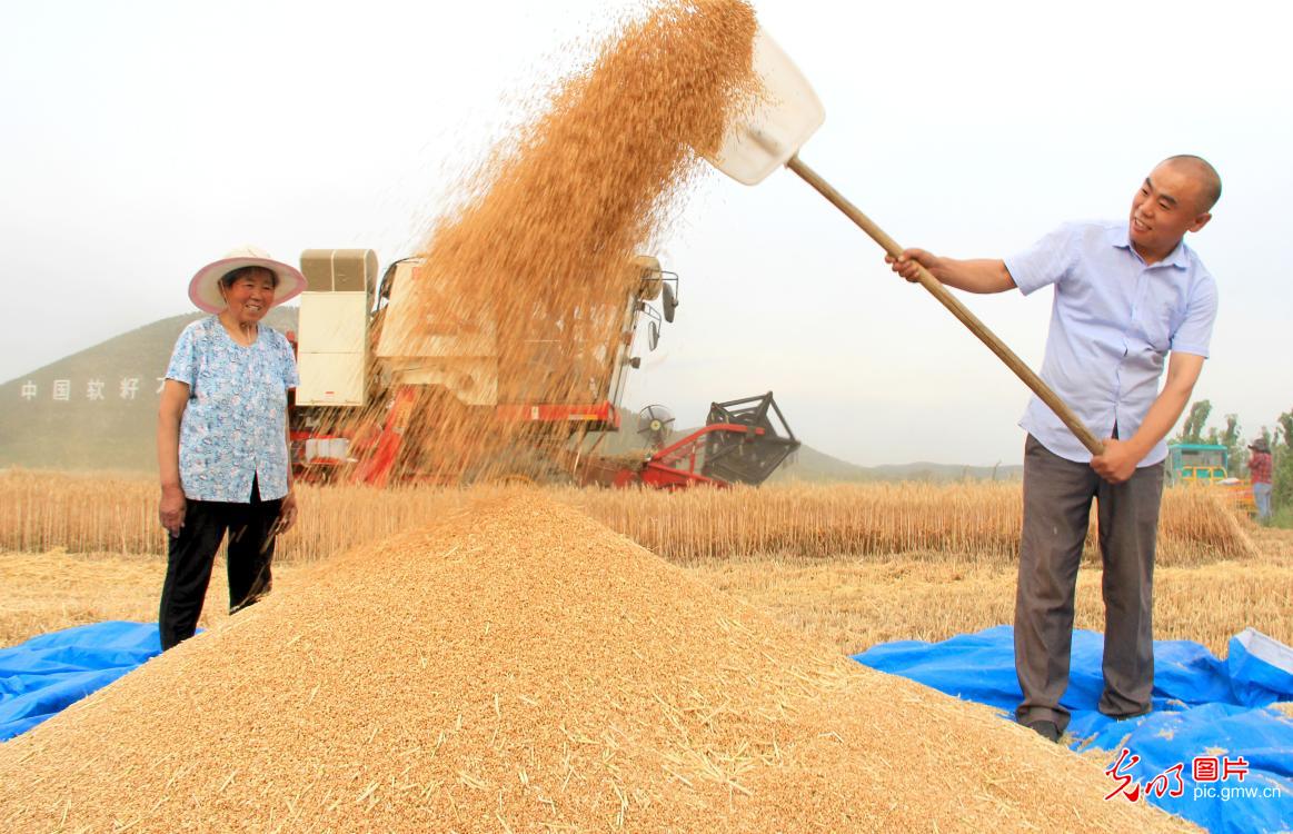 富硒石磨小麦面粉(富硒小麦粉怎么吃)-硒宝网