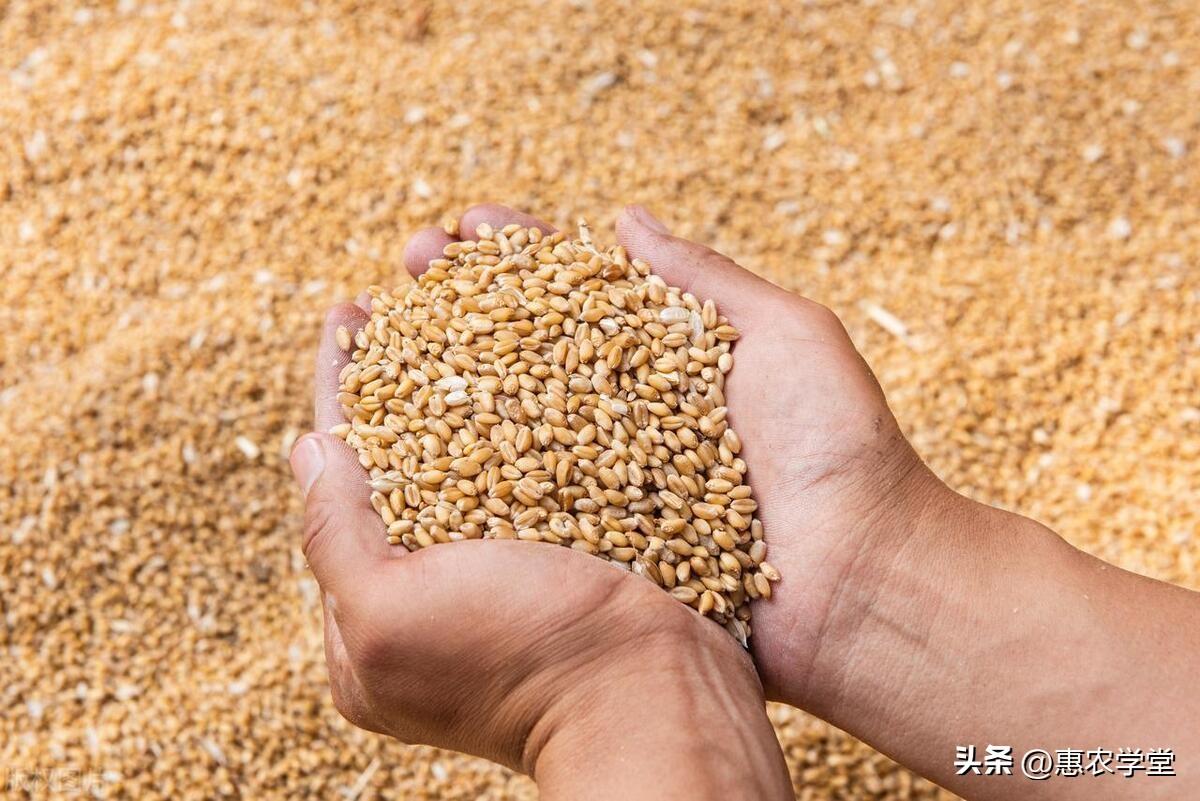 富硒小麦面粉价格（富硒小麦粉多钱一斤）-硒宝网