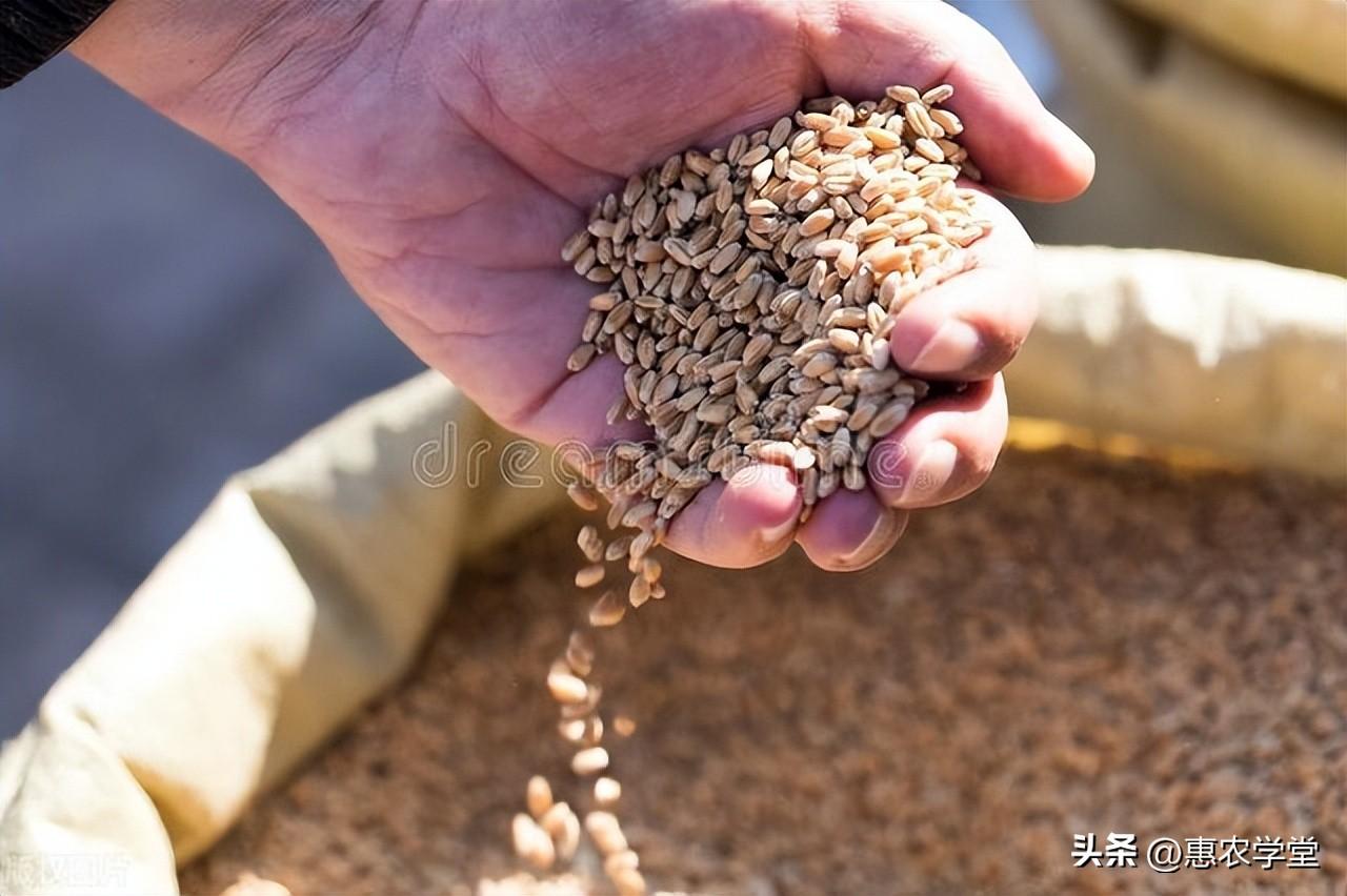 富硒小麦面粉价格（富硒小麦粉多钱一斤）-硒宝网