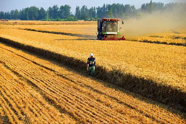 富硒面粉怎么种植(富硒营养面粉怎么用)-硒宝网