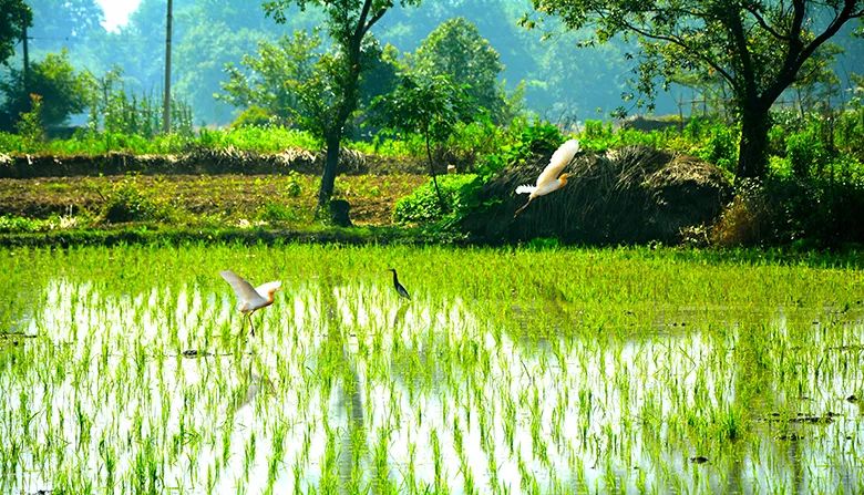 富硒面粉含量标准(面粉中硒含量)-硒宝网
