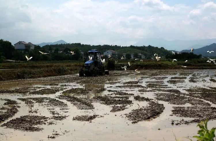 富硒面粉含量标准(面粉中硒含量)-硒宝网