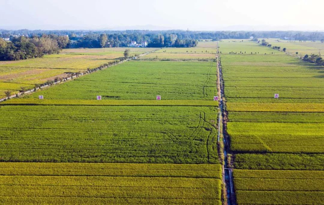 富硒面粉含量标准(面粉中硒含量)-硒宝网