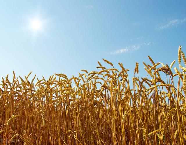 富硒石磨优质面粉(石磨富硒全麦粉的功效)-硒宝网