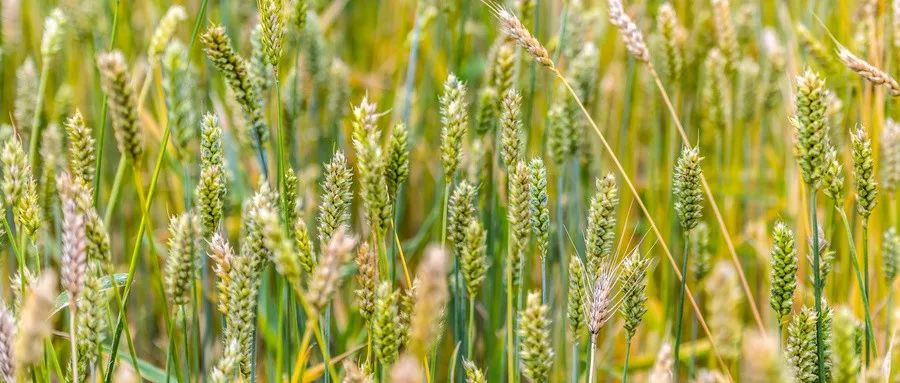 富硒面粉如何介绍（富硒面粉什么意思）-硒宝网