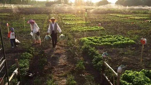 海南富硒面粉标准(富硒面粉价格)-硒宝网