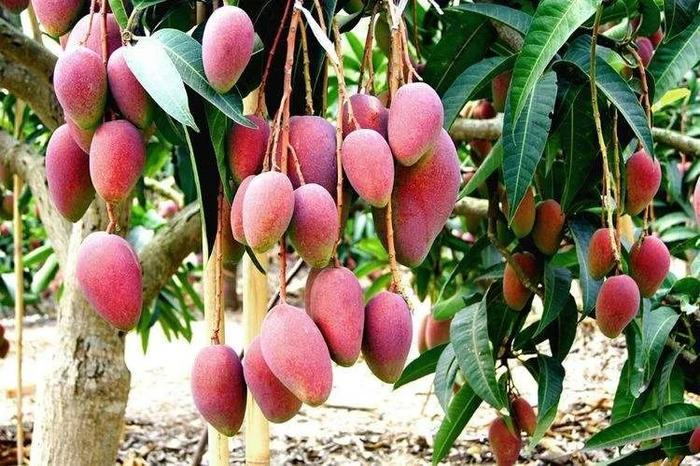 海南富硒面粉标准(富硒面粉价格)-硒宝网