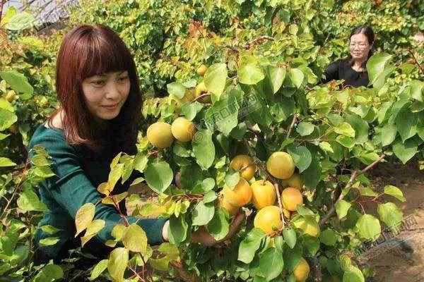 海南富硒面粉标准(富硒面粉价格)-硒宝网