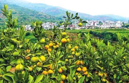 海南富硒面粉标准(富硒面粉价格)-硒宝网