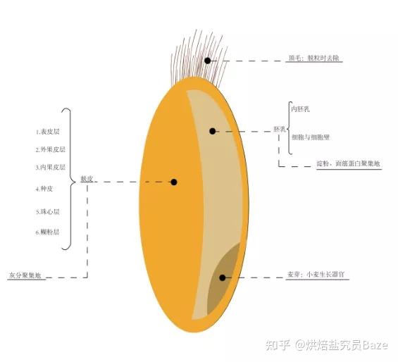 富硒面粉做法大全（富硒面粉的做法）-硒宝网