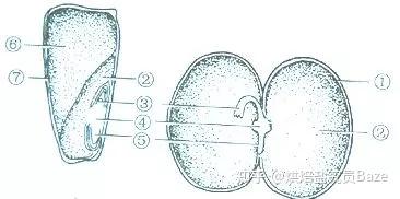 富硒面粉做法大全（富硒面粉的做法）-硒宝网