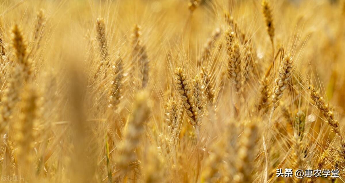 富硒小麦面粉价格(富硒小麦粉怎么吃)-硒宝网