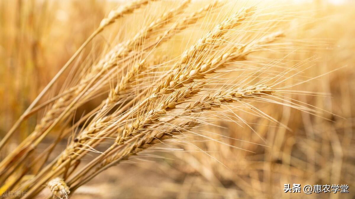 富硒小麦面粉价格(富硒小麦粉怎么吃)-硒宝网