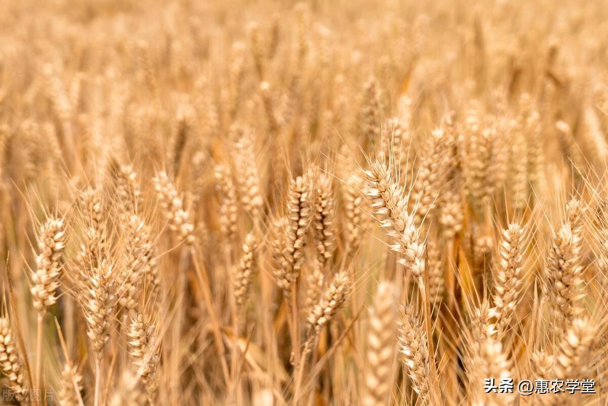 富硒小麦面粉价格(富硒小麦粉怎么吃)-硒宝网