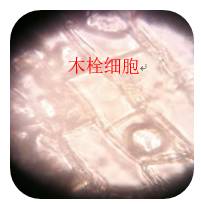 富硒人参玛卡面粉(富硒人参纯粉片)-硒宝网