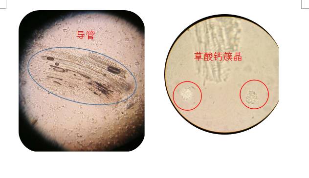富硒人参玛卡面粉(富硒人参纯粉片)-硒宝网