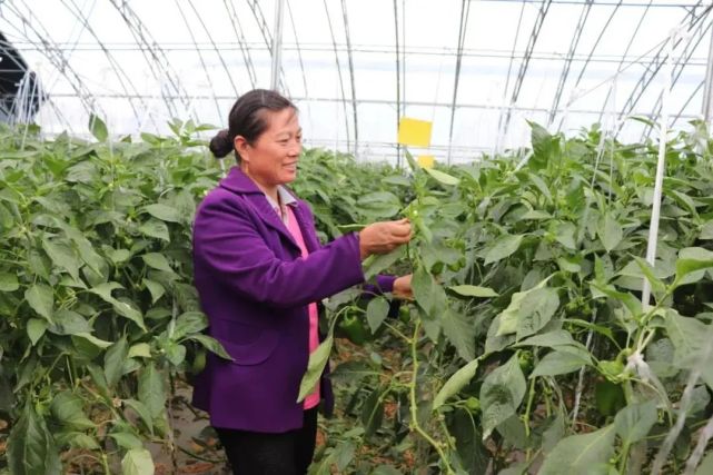 富硒石磨面粉价格(石磨富硒全麦粉的功效)-硒宝网