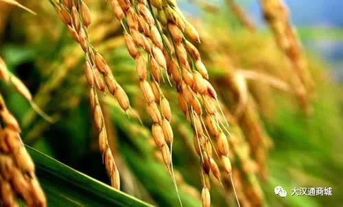 富硒面粉五斤价格（富硒面粉的价格）-硒宝网