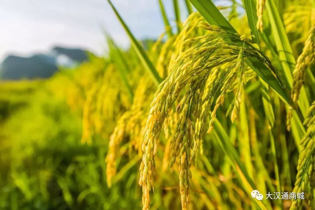 富硒面粉五斤价格（富硒面粉的价格）-硒宝网