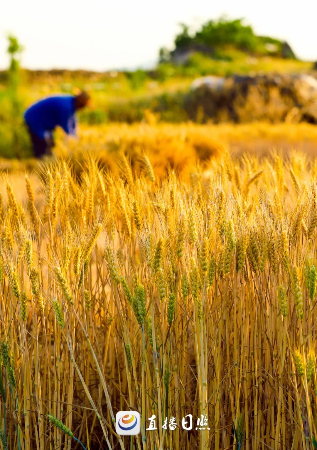 富硒面粉是指什么（富硒面粉与普通面粉）-硒宝网