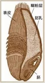 什么叫富硒面粉和(富硒面粉什么意思)-硒宝网