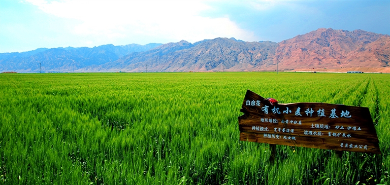 富硒面粉生产基地(富硒面粉和普通面粉有什么区别)-硒宝网