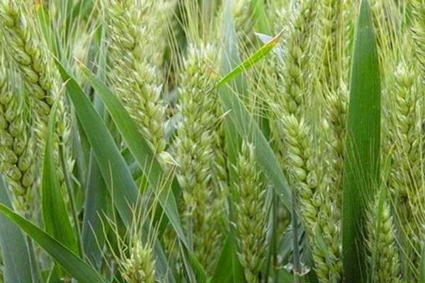 河南产富硒面粉吗（河南富硒农业科技有限公司）-硒宝网