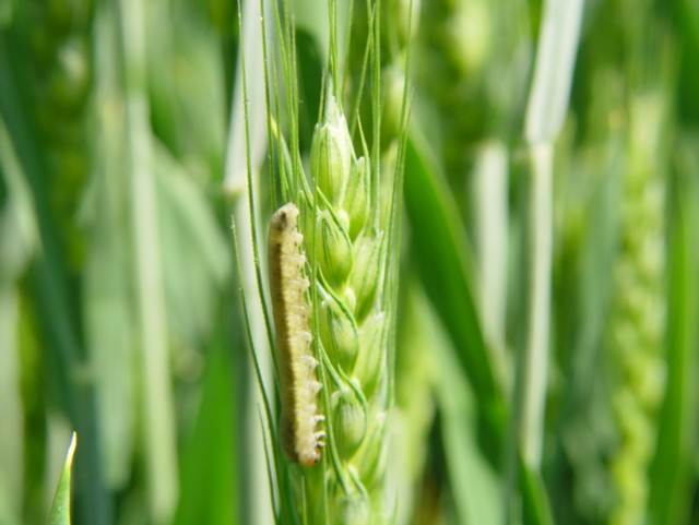 河南产富硒面粉吗（河南富硒农业科技有限公司）-硒宝网