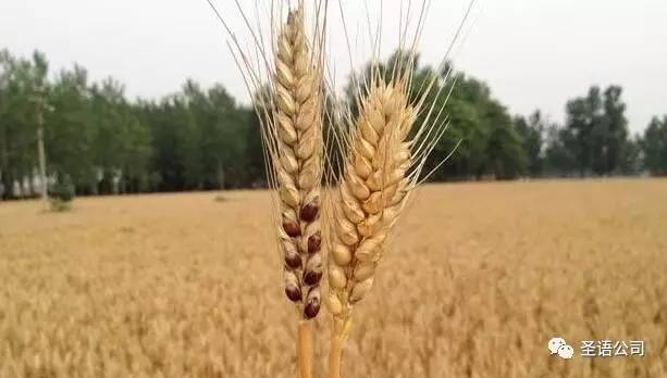 富硒面粉是黑色吗（面粉黑色富硒是什么意思）-硒宝网