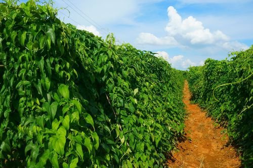 富硒山药面粉吃法（富硒山药挂面）-硒宝网