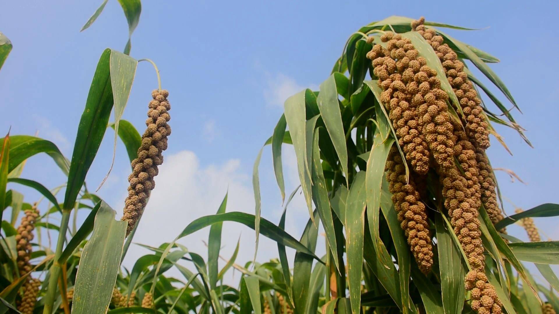 富硒面粉生产基地(富硒面粉价格表)-硒宝网