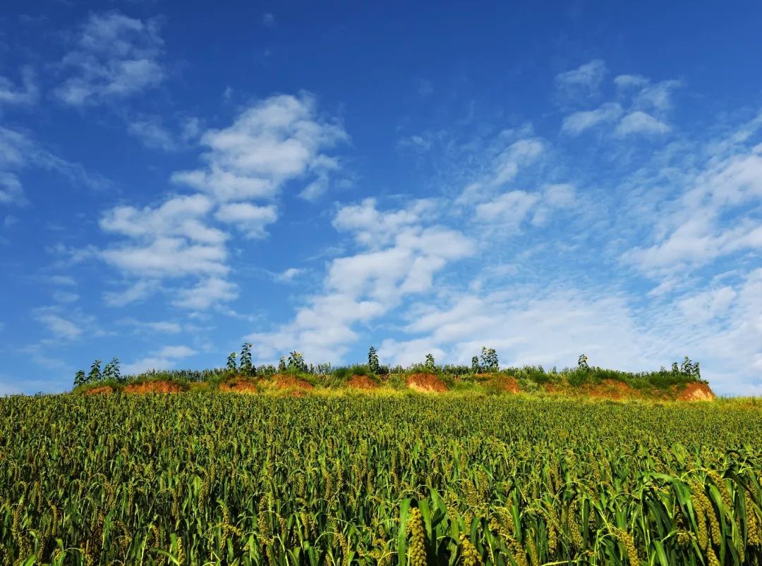 富硒面粉生产基地(富硒面粉价格表)-硒宝网
