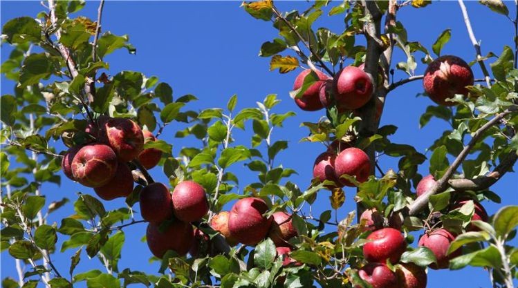 富硒面粉生产基地(富硒面粉价格表)-硒宝网