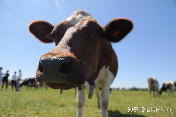 无糖有机富硒面粉(有机富硒面粉价格)-硒宝网