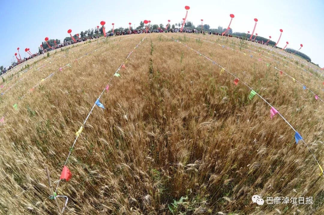 临河富硒面粉厂家(富硒面粉产地)-硒宝网