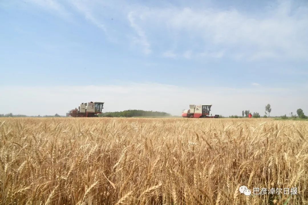 临河富硒面粉厂家(富硒面粉产地)-硒宝网