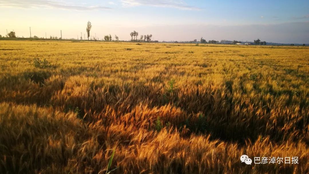 临河富硒面粉厂家(富硒面粉产地)-硒宝网