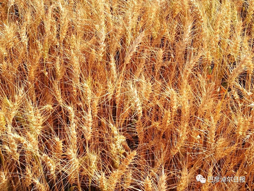 临河富硒面粉厂家(富硒面粉产地)-硒宝网