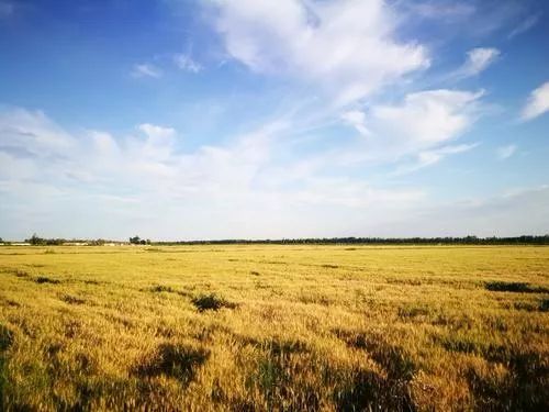 临河富硒面粉厂家(富硒面粉产地)-硒宝网