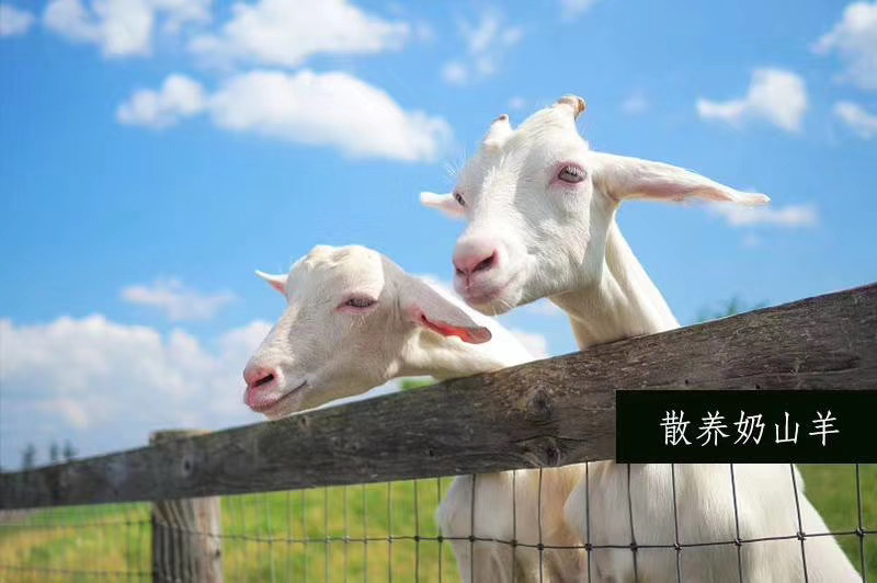 富硒玉米面粉鸡蛋(鸡蛋加玉米面能美容吗)-硒宝网