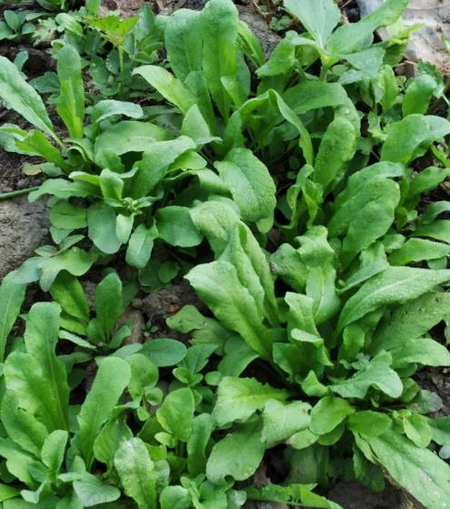 富硒石磨全麦面粉(富硒石磨小麦粉)-硒宝网