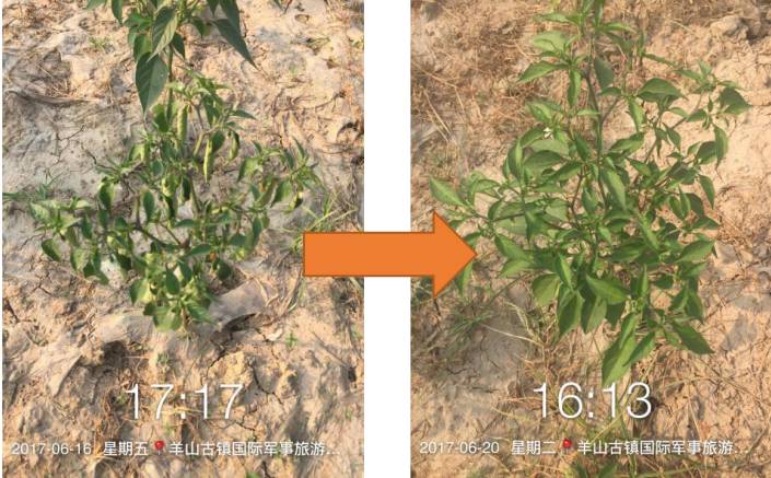 水培富硒蔬菜技术(蔬菜水培富硒技术有哪些)-硒宝网