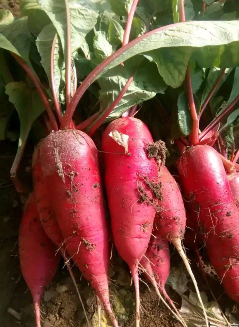 富硒蔬菜保稳保供(富硒蔬菜种植技术)-硒宝网