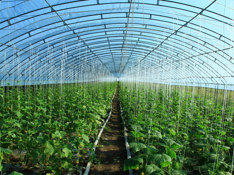 富硒蔬菜市场趋势(中国富硒蔬菜杂交)-硒宝网