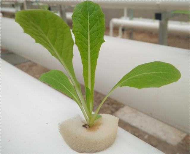 水培富硒蔬菜技术(蔬菜水培养技术)-硒宝网