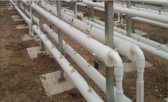 水培富硒蔬菜技术(蔬菜水培养技术)-硒宝网