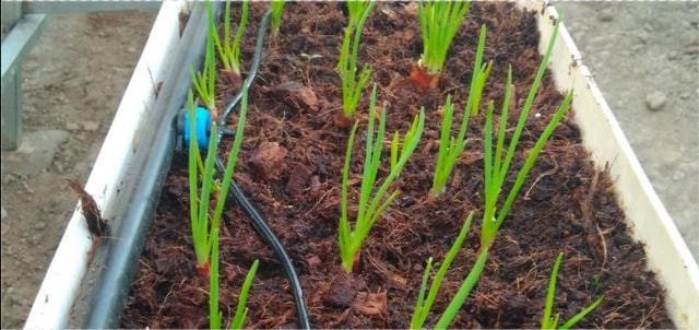 水培富硒蔬菜技术(蔬菜水培养技术)-硒宝网